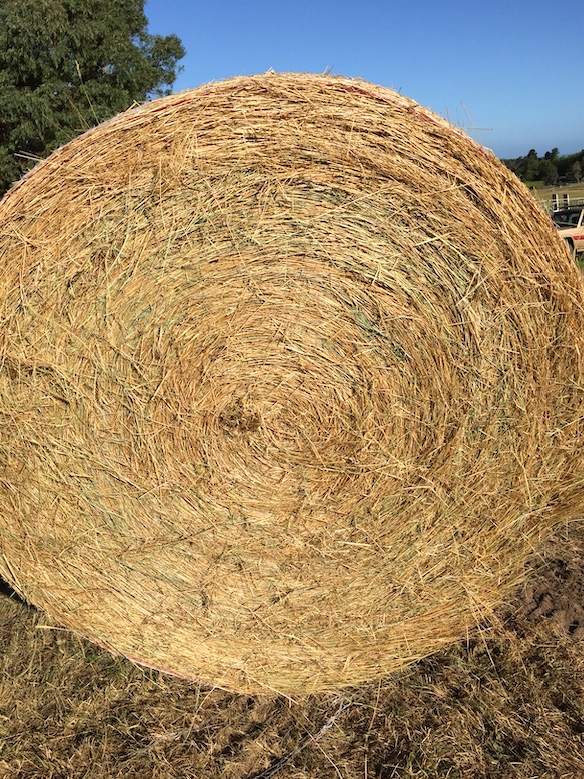 126 x Rye Grass Mix Hay 4x4 Rolls + Freight Hay & Fodder